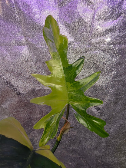Variegated Philodendron Florida Beauty x Mayoi #2