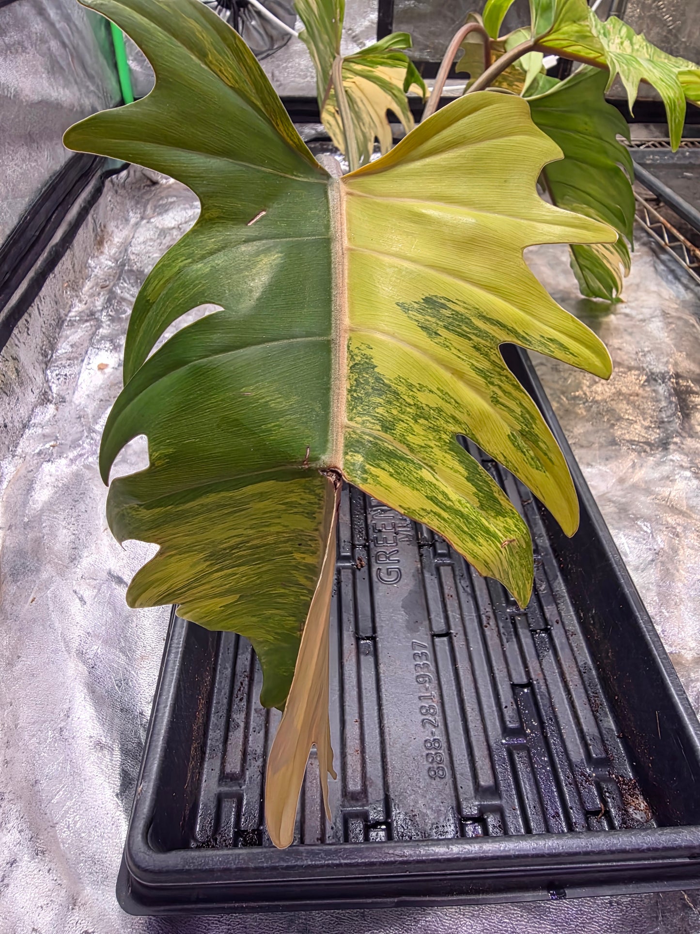 Variegated Caramel Marble #1