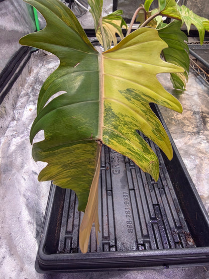 Variegated Caramel Marble #1