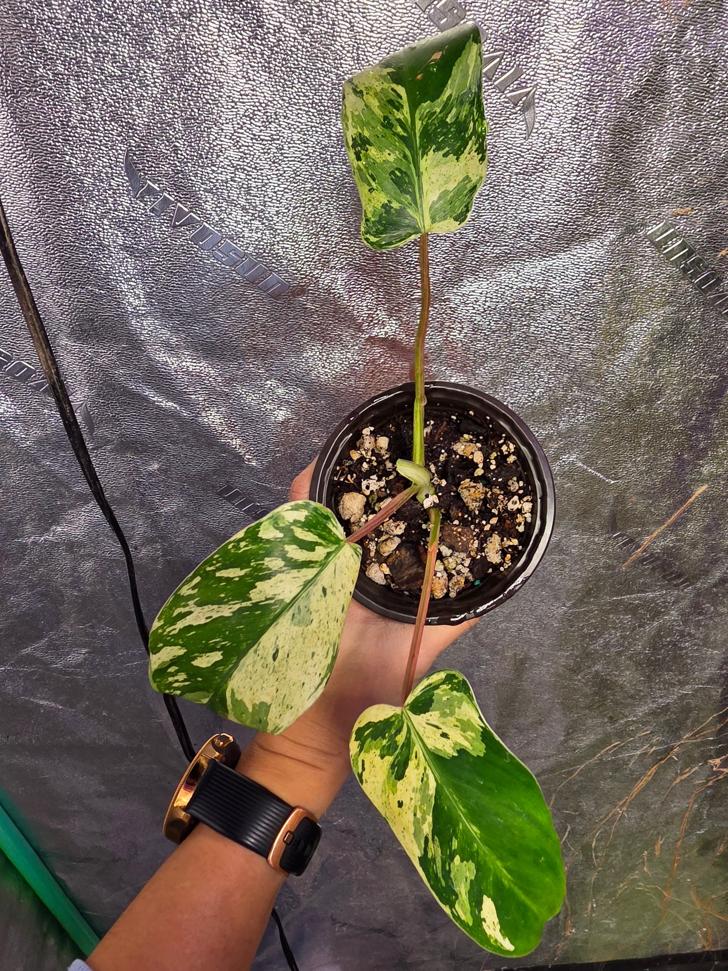 Variegated Philodendron Emerald Queen #2