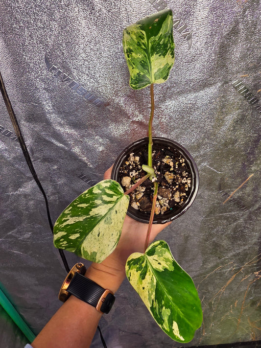 Variegated Philodendron Emerald Queen #2