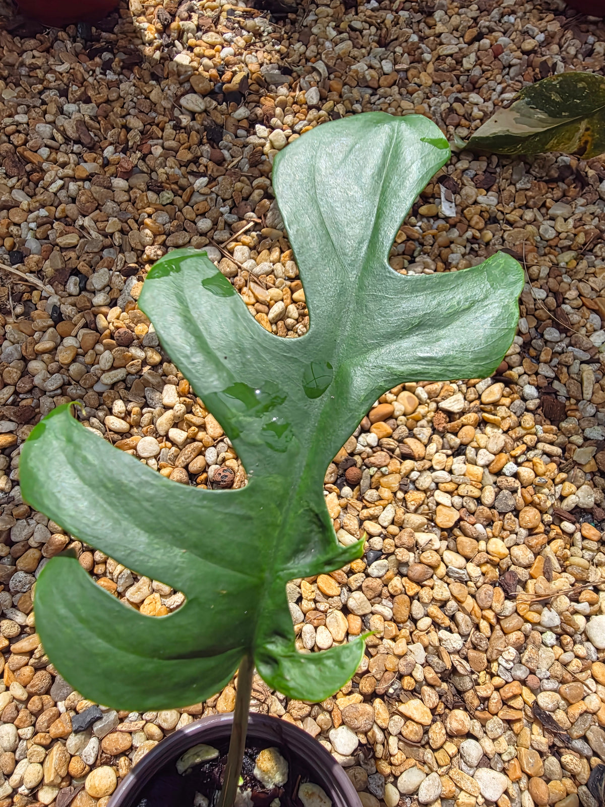 Variegated Rhaphidophora Bon Budo