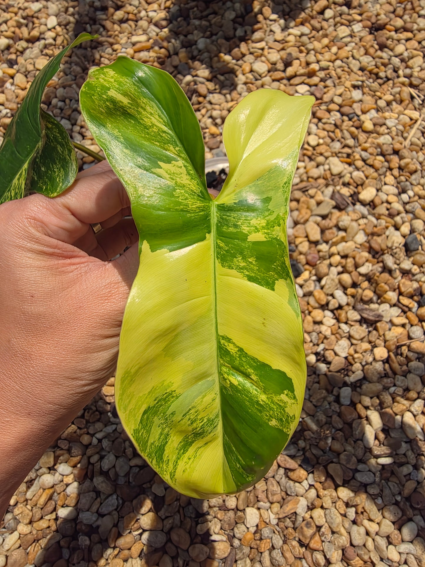Philodendron Florida Beauty x Paraiso Verde