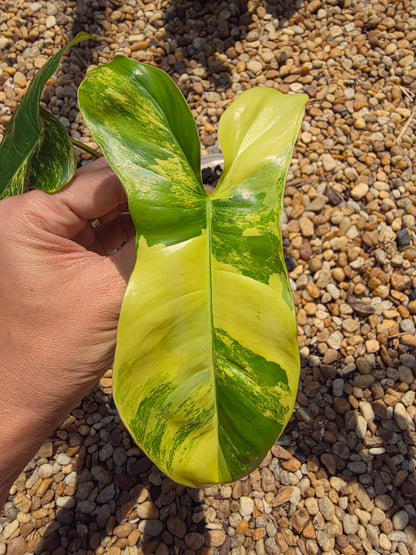 Philodendron Florida Beauty x Paraiso Verde