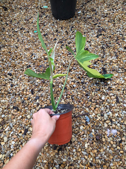 Variegated Philodendron Florida Beauty x Mayoi