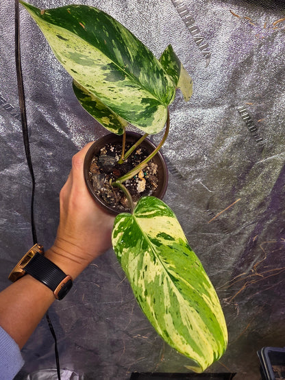 Variegated Philodendron Emerald Queen