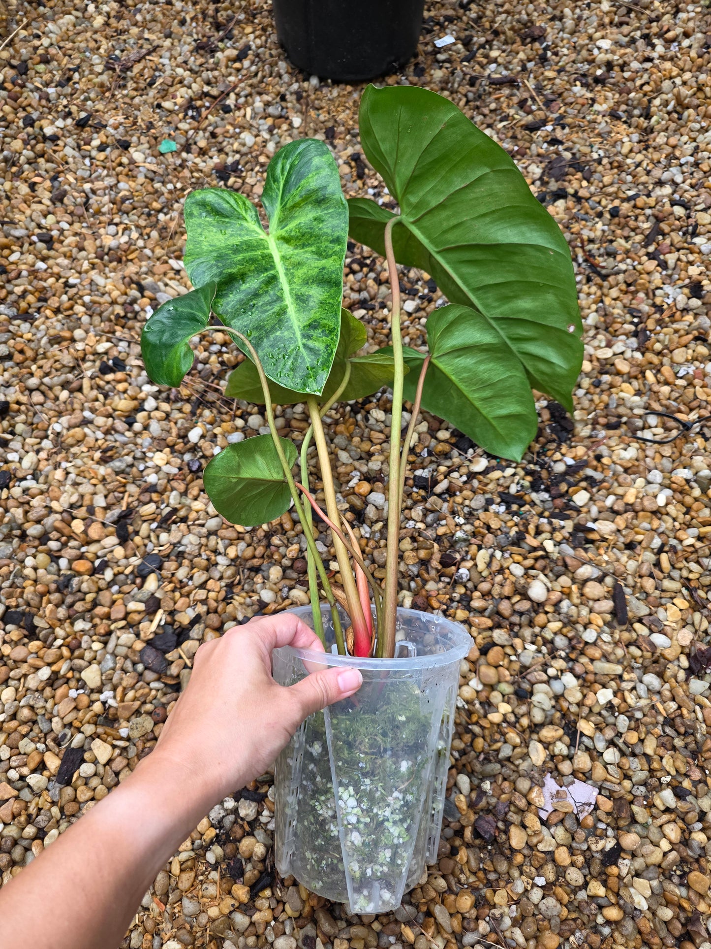 Philodendron El Choco Red x Billietiae