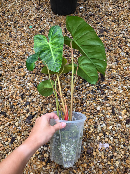 Philodendron El Choco Red x Billietiae