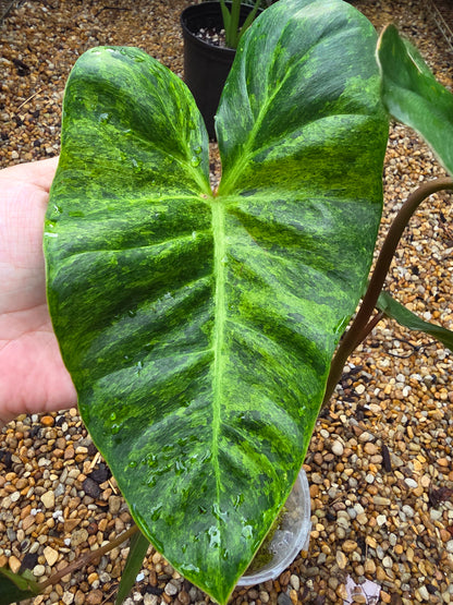 Philodendron El Choco Red x Billietiae