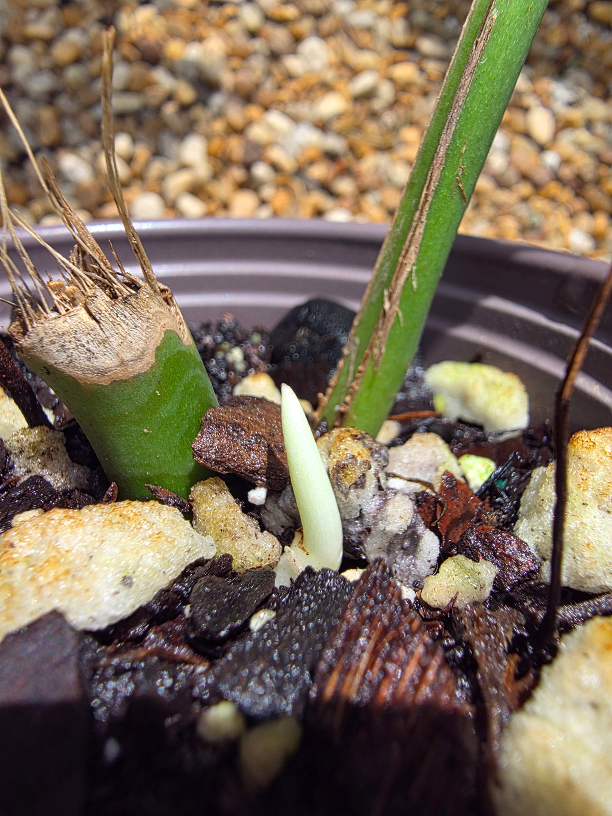 Variegated Rhaphidophora Bon Budo