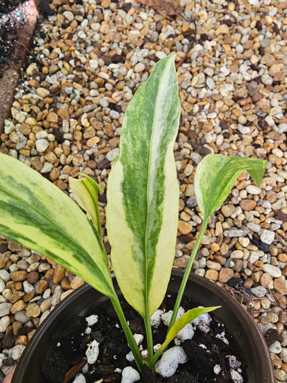 Variegated Anthurium Vittarifolium