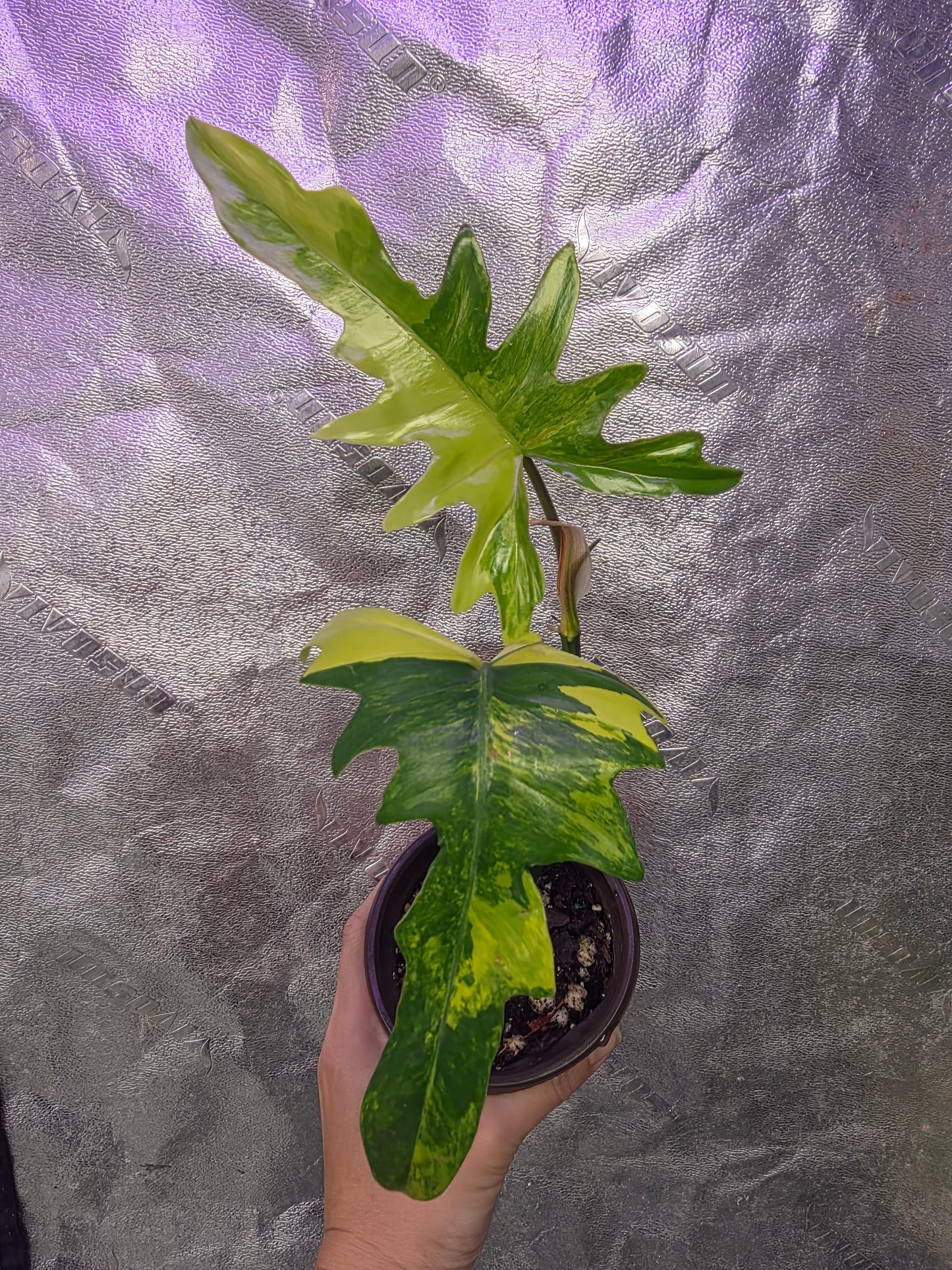 Variegated Philodendron Florida Beauty x Mayoi #2