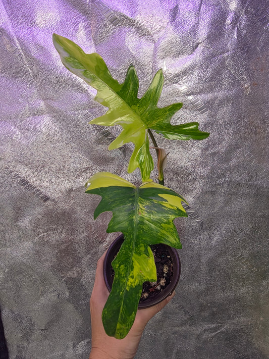 Variegated Philodendron Florida Beauty x Mayoi #2