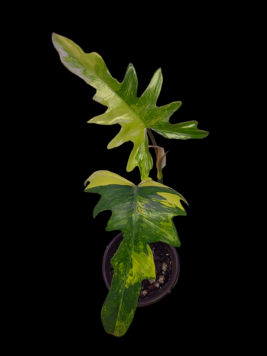 Variegated Philodendron Florida Beauty x Mayoi #2
