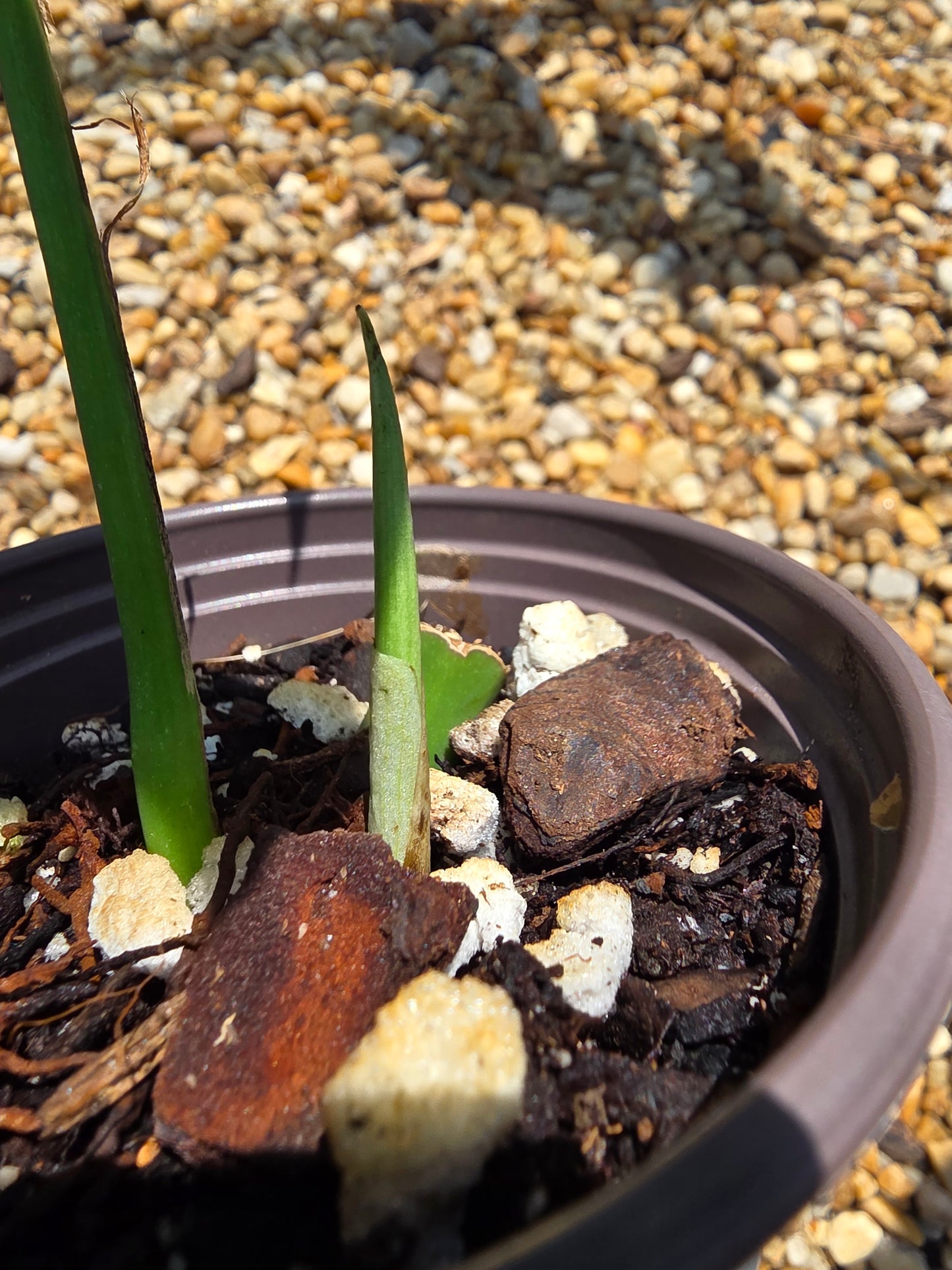 Variegated Rhaphidophora Bon Budo