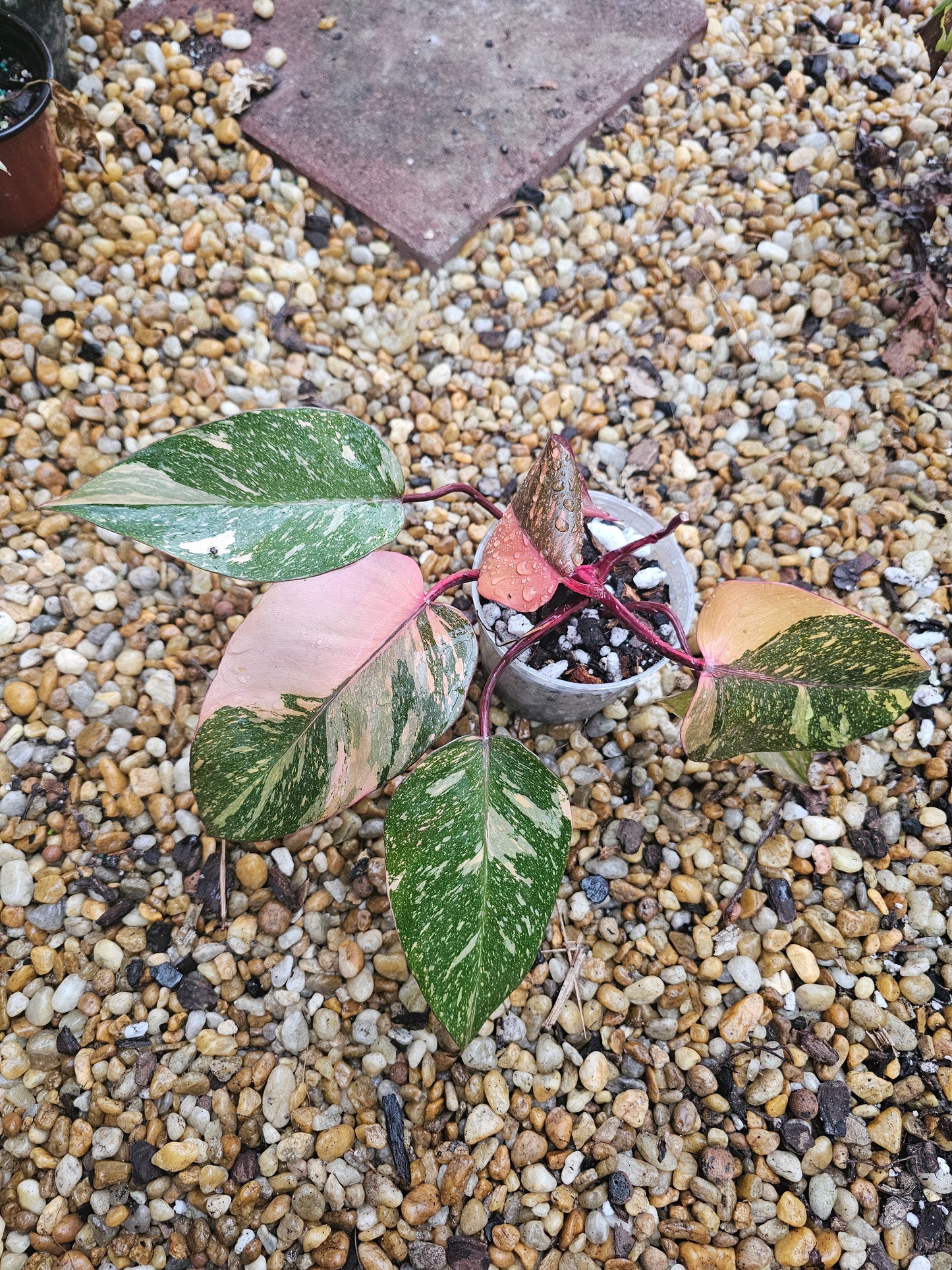 Philodendron Orange Princess Galaxy