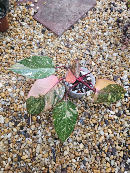 Philodendron Orange Princess Galaxy