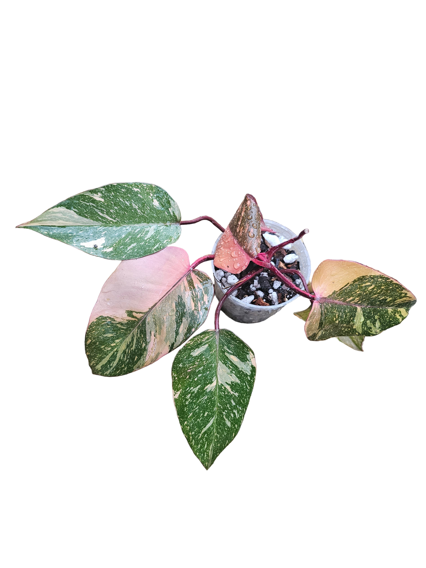 Philodendron Orange Princess Galaxy