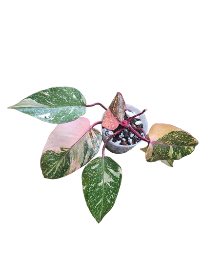 Philodendron Orange Princess Galaxy