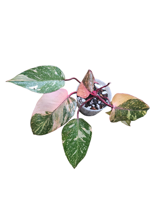 Philodendron Orange Princess Galaxy