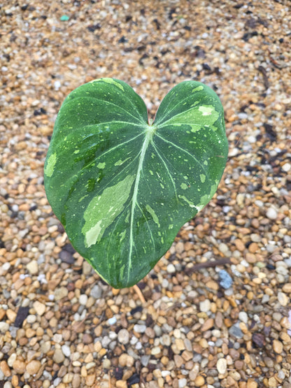 Variegated Philodendron Gloriosum