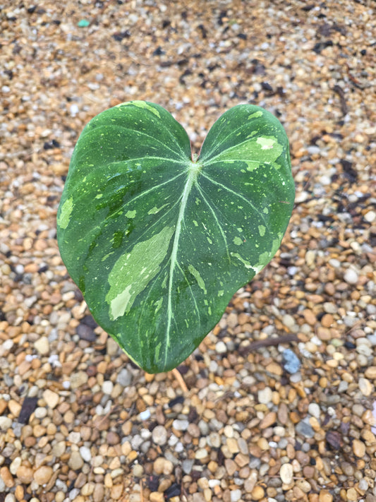Variegated Philodendron Gloriosum
