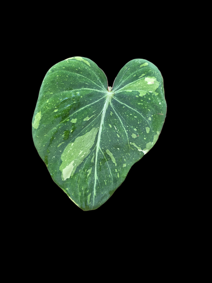 Variegated Philodendron Gloriosum