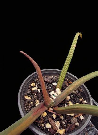 Variegated Caramel Marble #1