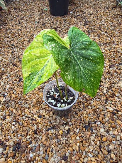 Variegated Philodendron Gloriosum