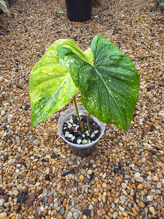 Variegated Philodendron Gloriosum