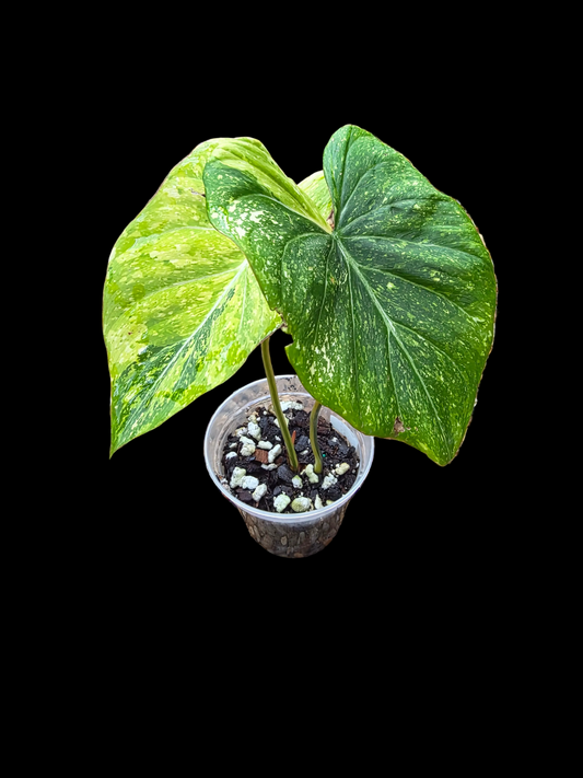 Variegated Philodendron Gloriosum