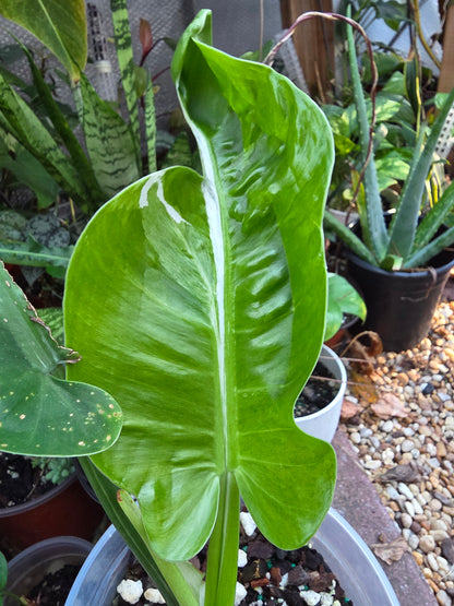 Variegated Philodendron Orlando