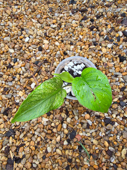 Monstera Devil Monster (prop)