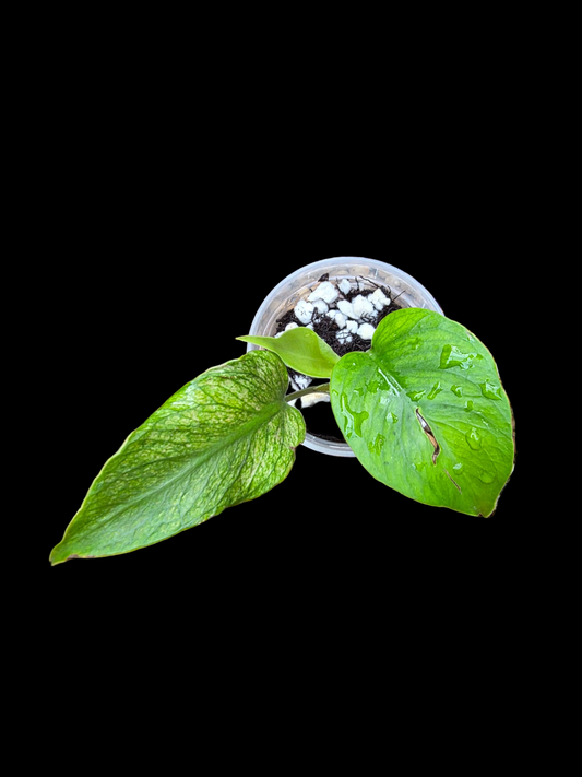 Monstera Devil Monster (prop)