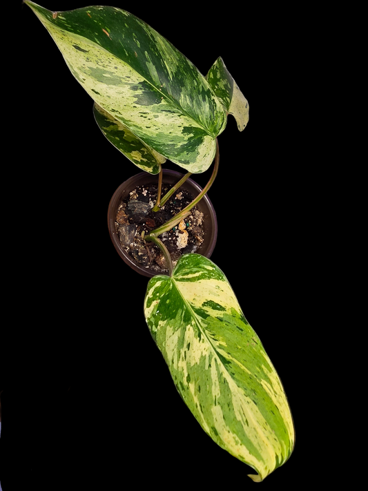 Variegated Philodendron Emerald Queen