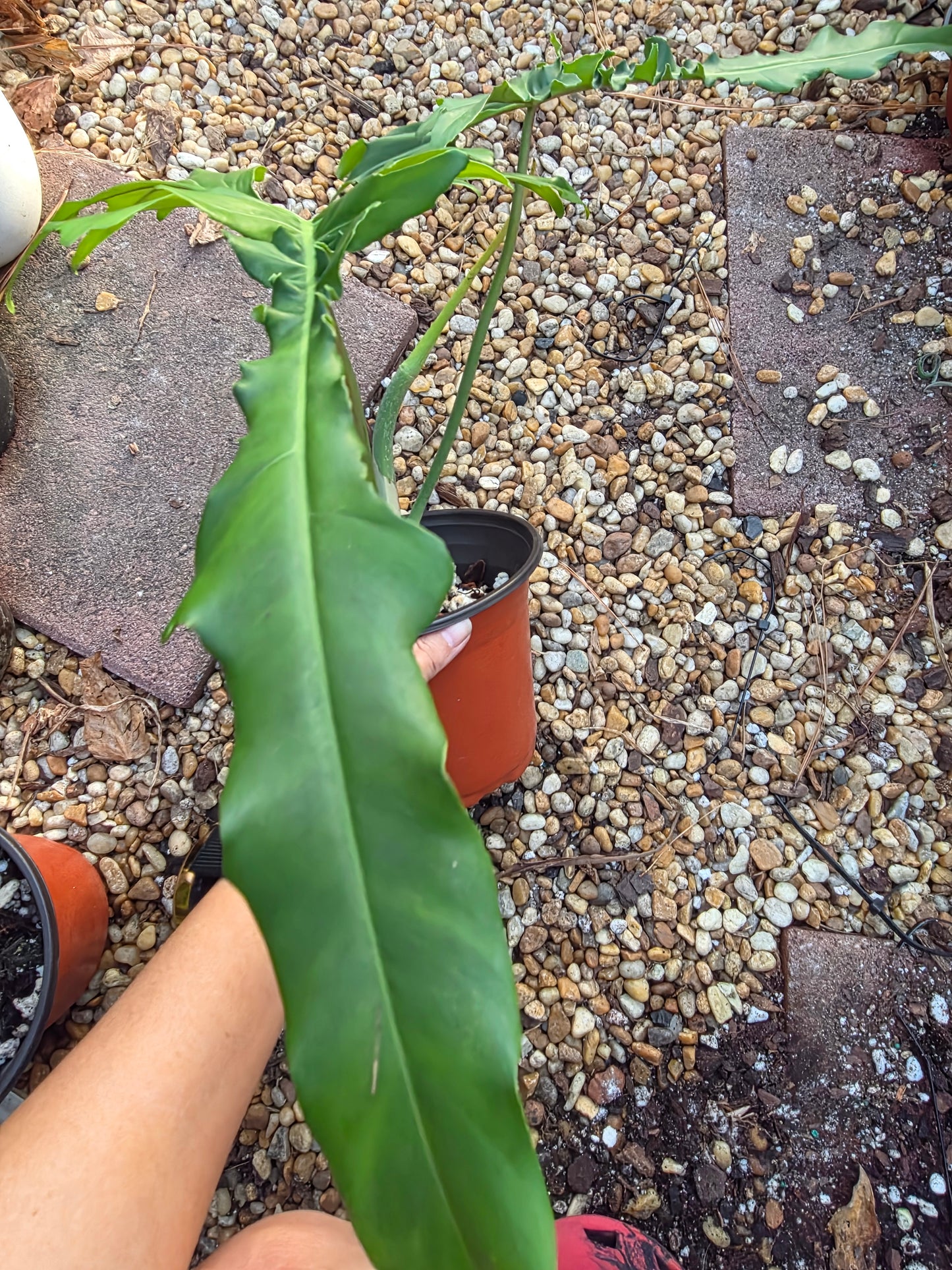 Philodendron Belle Isle (Florida Beauty x Bobcee)