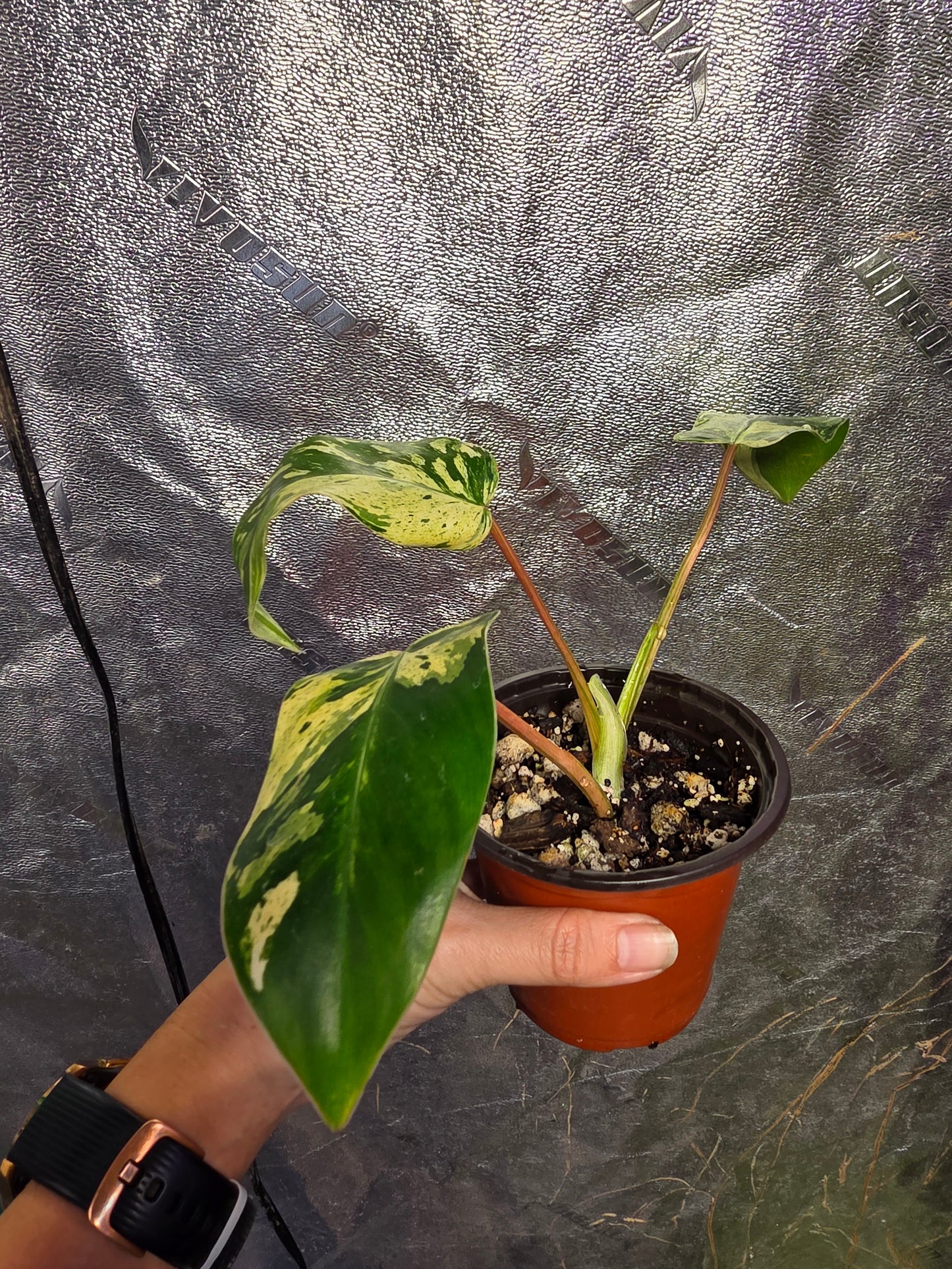 Variegated Philodendron Emerald Queen #2