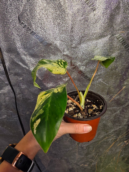 Variegated Philodendron Emerald Queen #2