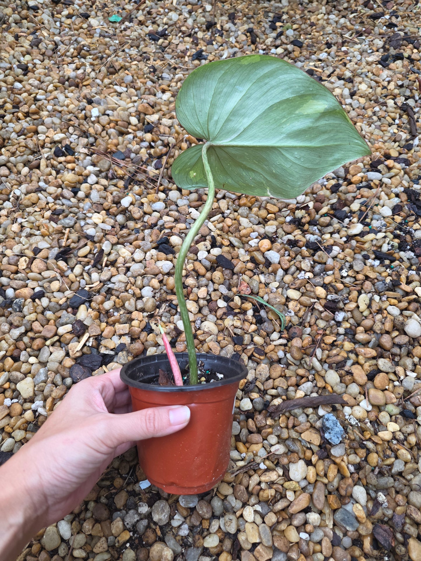Variegated Philodendron Gloriosum