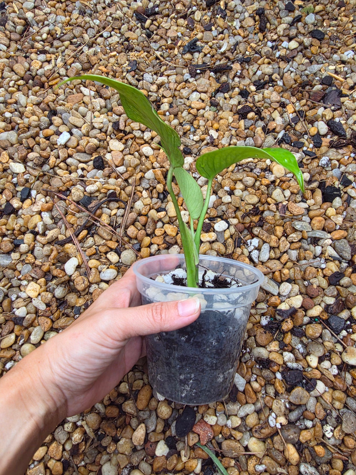 Monstera Devil Monster (prop)