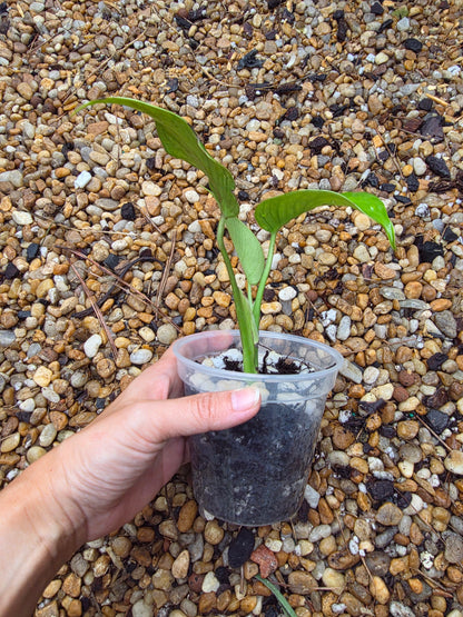 Monstera Devil Monster (prop)