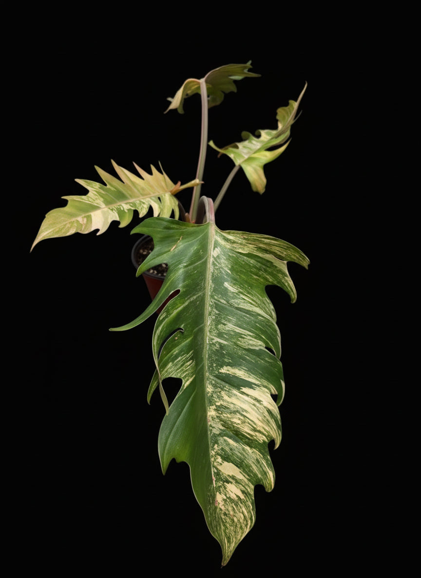 Variegated Caramel Marble #2