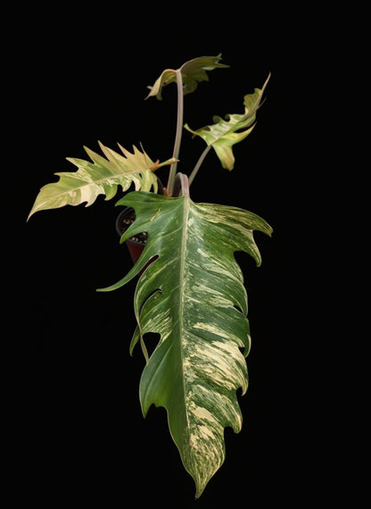 Variegated Caramel Marble #2