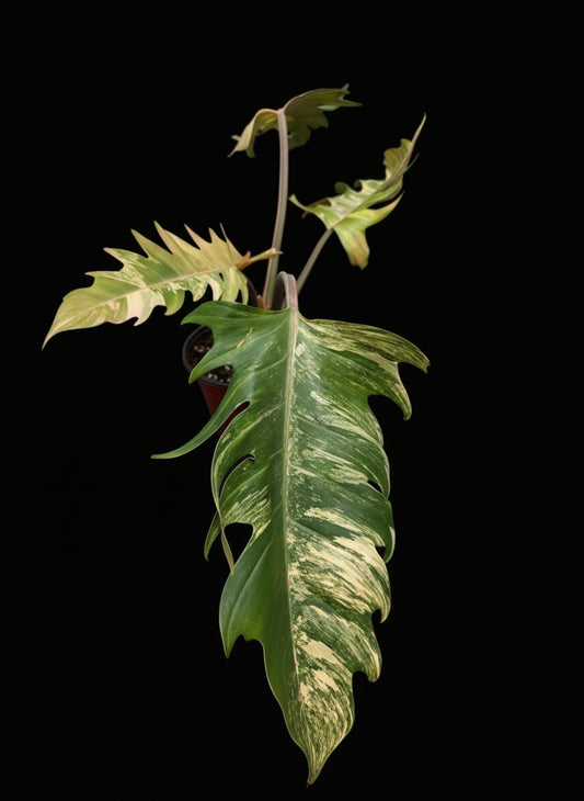 Variegated Caramel Marble #2