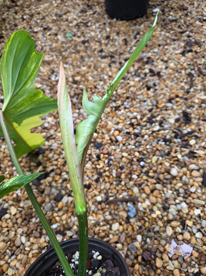 Variegated Philodendron Florida Beauty x Mayoi