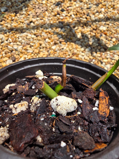 Philodendron Gigas