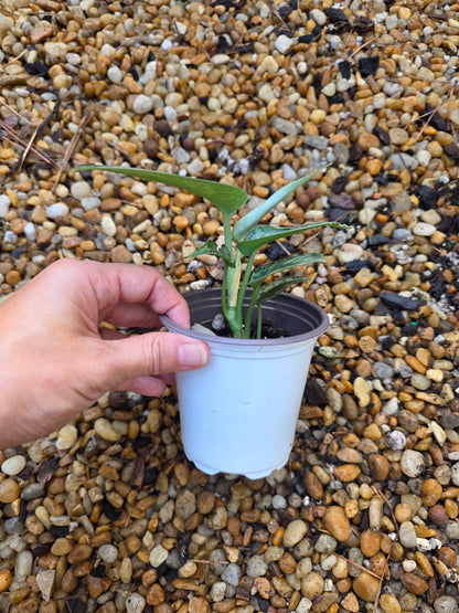 Scindapsus Silver Lady