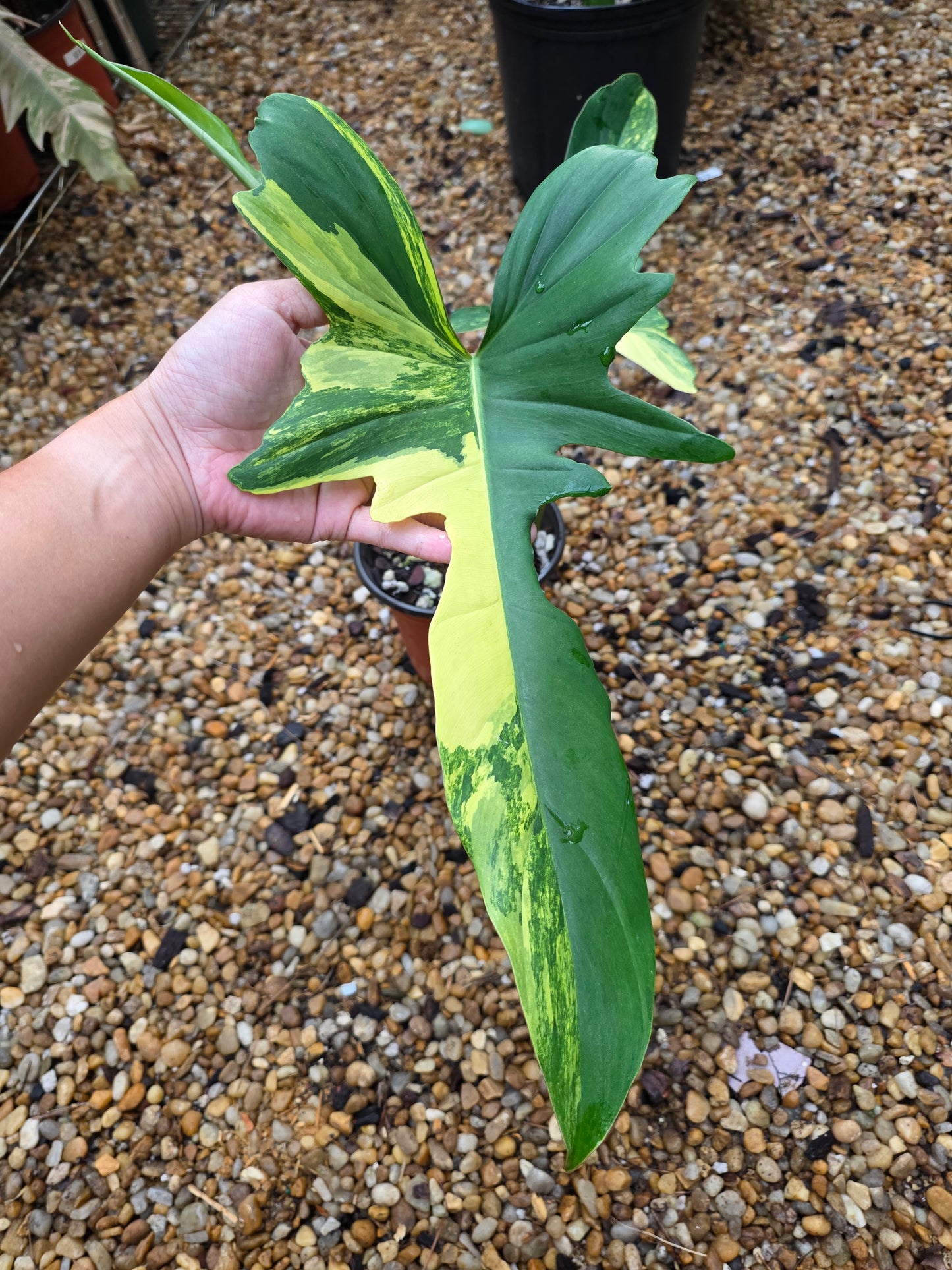 Variegated Philodendron Florida Beauty x Mayoi