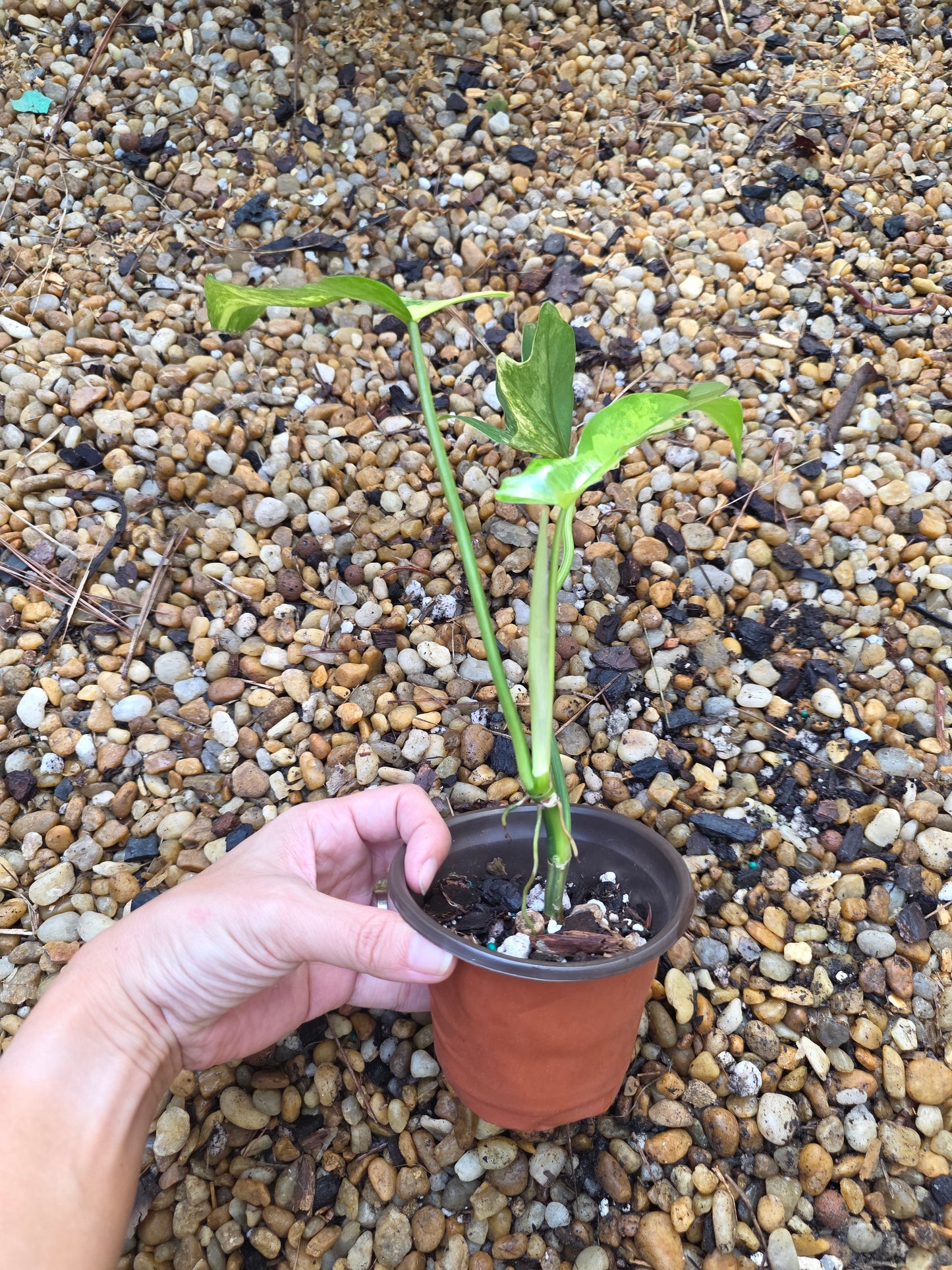 Variegated Philodendron Florida Beauty x Mayoi #2