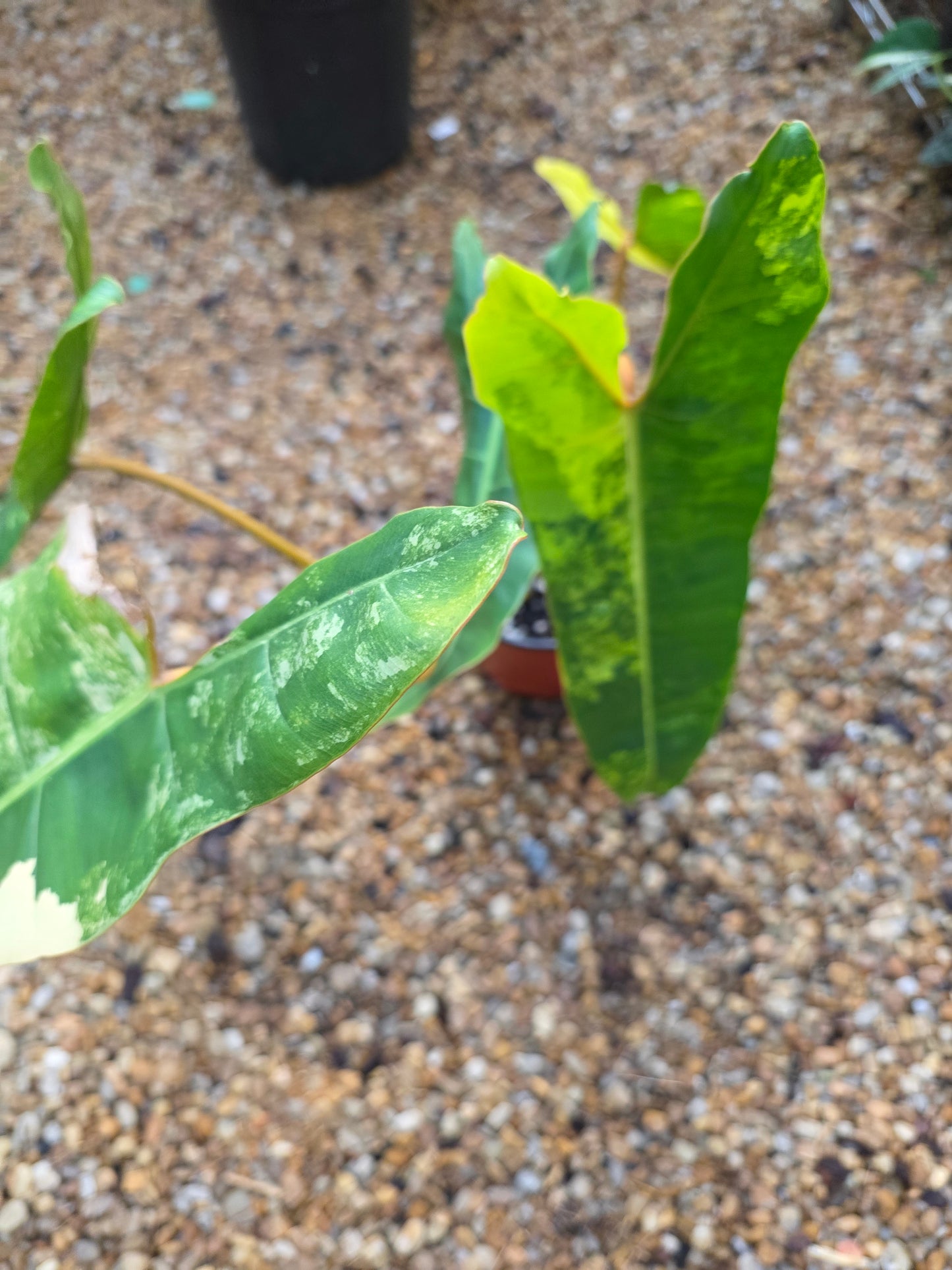 Variegated Philodendron Billietiae